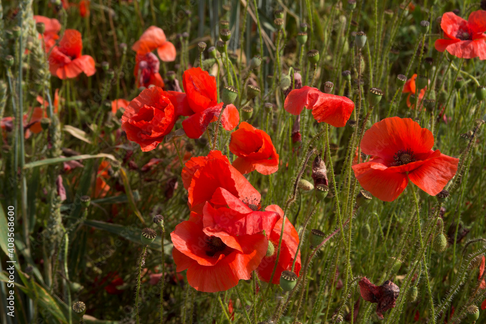 Poppy field in Kent. Poppy field in Kent.