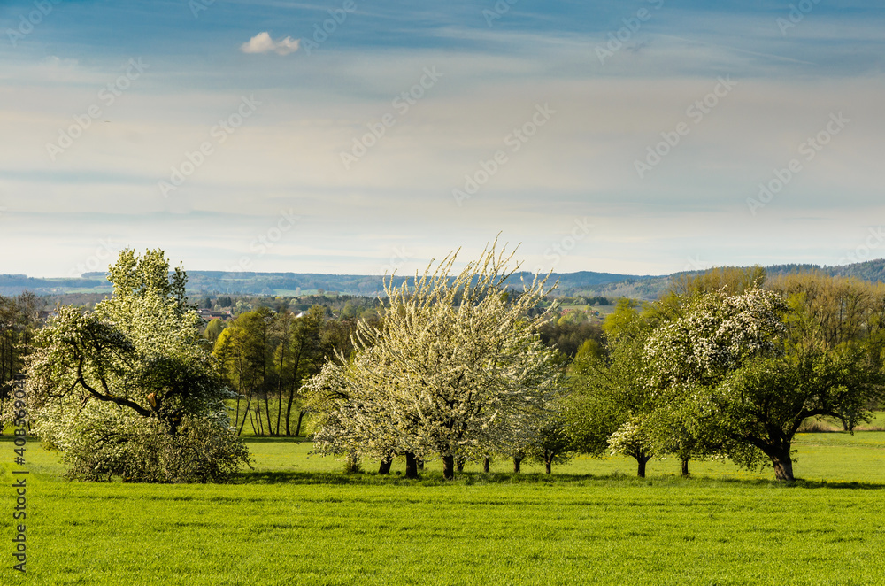 Blühende Obstbäume, Streuobstwiese im Frühling, Stahringen, Baden-Württemberg, Deutschland