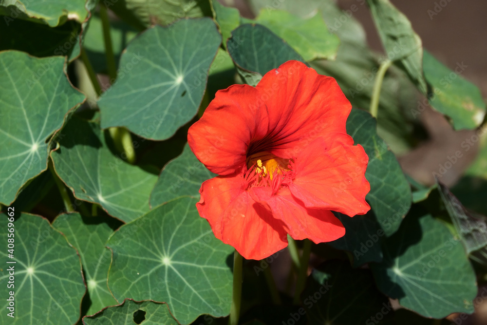 Garden nasturtium
Garden nasturtium