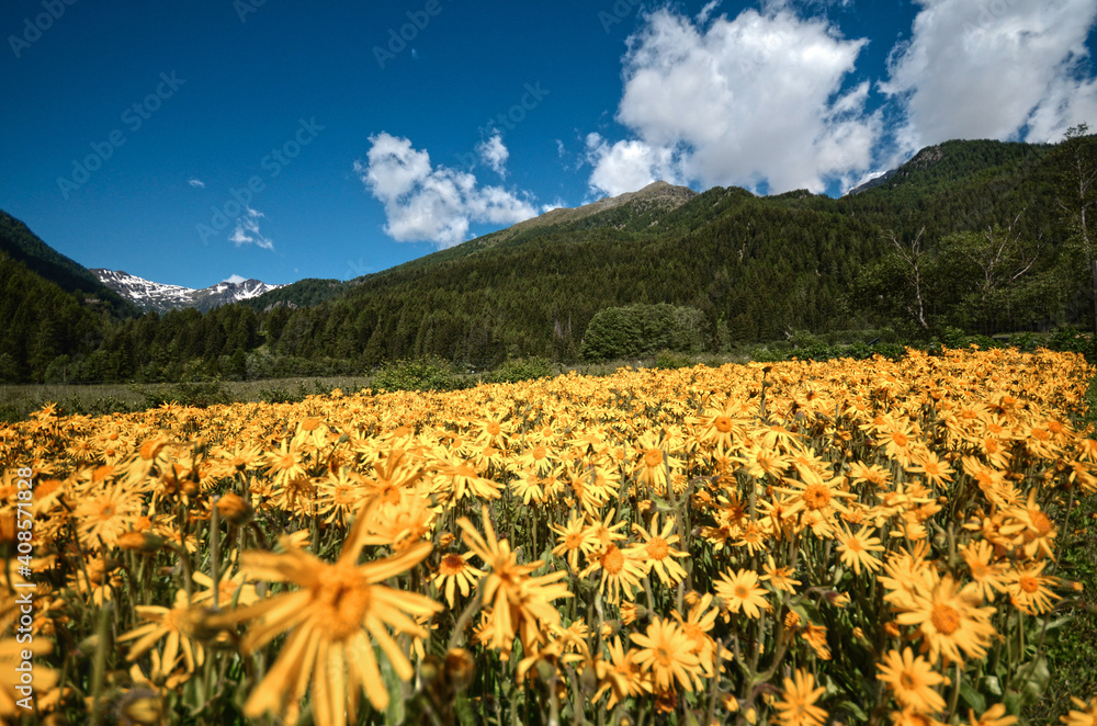 Fototapeta premium arnica fiori di arnica