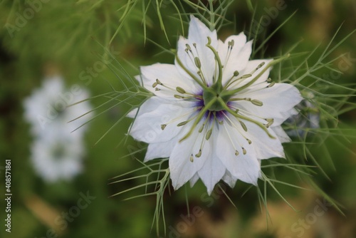 Jungfer im Grünen, Blüte, Makro, nah