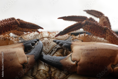 female crab, cooked in the rias of Galicia,