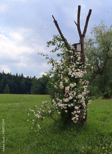 alter Rosenstock am Wegesrand