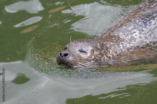 Harbour seal swimming in the water. Wildlife animal. (Phoca vitulina)
