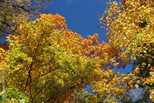 Herbstlaub