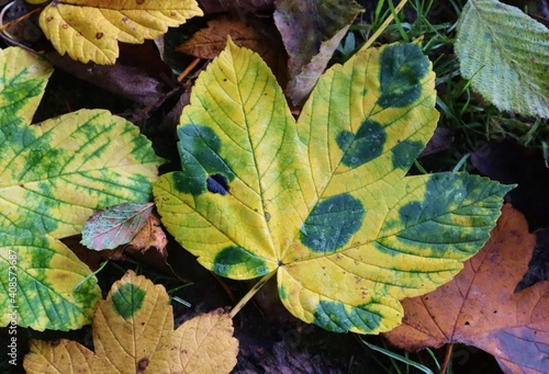 gepunktetes Herbstlaub
