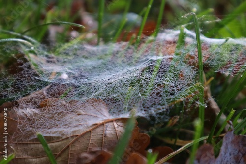 Spinnennetz im Gras