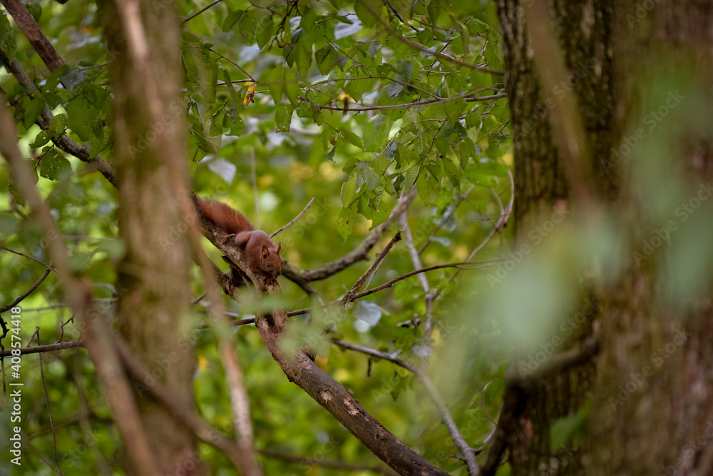 a brown squirrel in the tree during summer season. Sciurus vulgaris in the morning