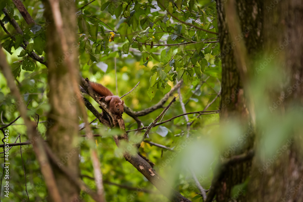 a brown squirrel in the tree during summer season. Sciurus vulgaris in the morning a brown squirrel in the tree during summer season. Sciurus vulgaris in the morning