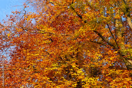 leuchtendes Herbstlaub