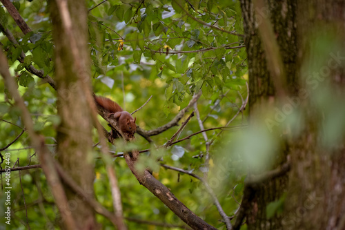 a brown squirrel in the tree during summer season. Sciurus vulgaris in the morning © badescu