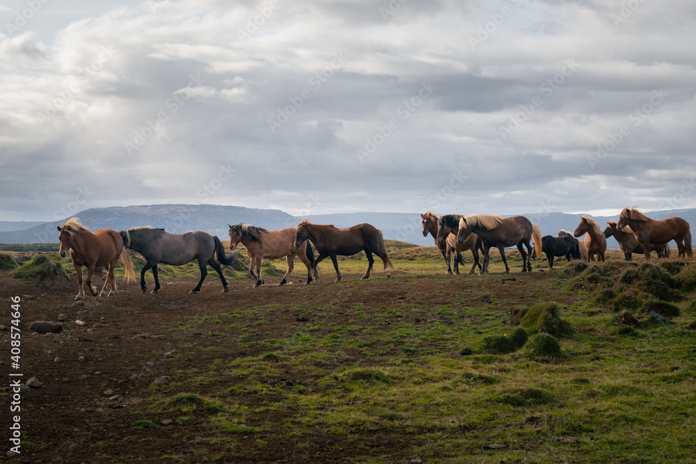 Obraz premium Icelandic horses