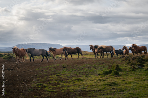Icelandic horses © Justas