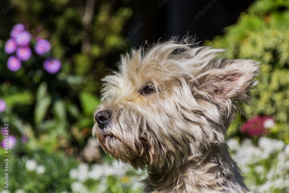 Portrait of a West Highland White Terrier Portrait of a West Highland White Terrier