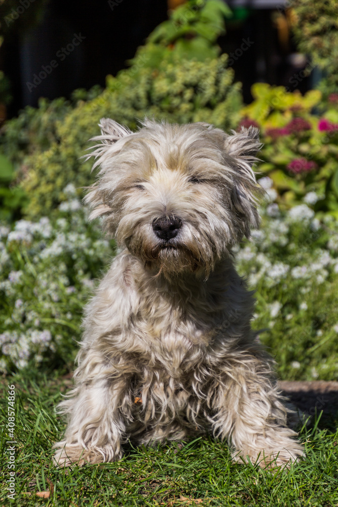 Portrait of a West Highland White Terrier