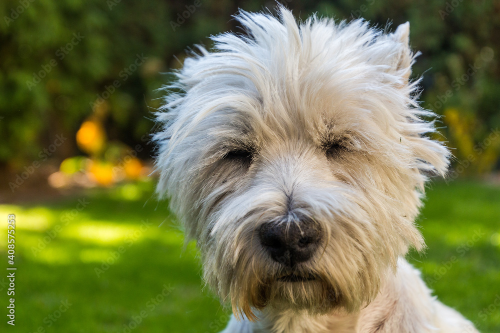 Portrait of a West Highland White Terrier Portrait of a West Highland White Terrier