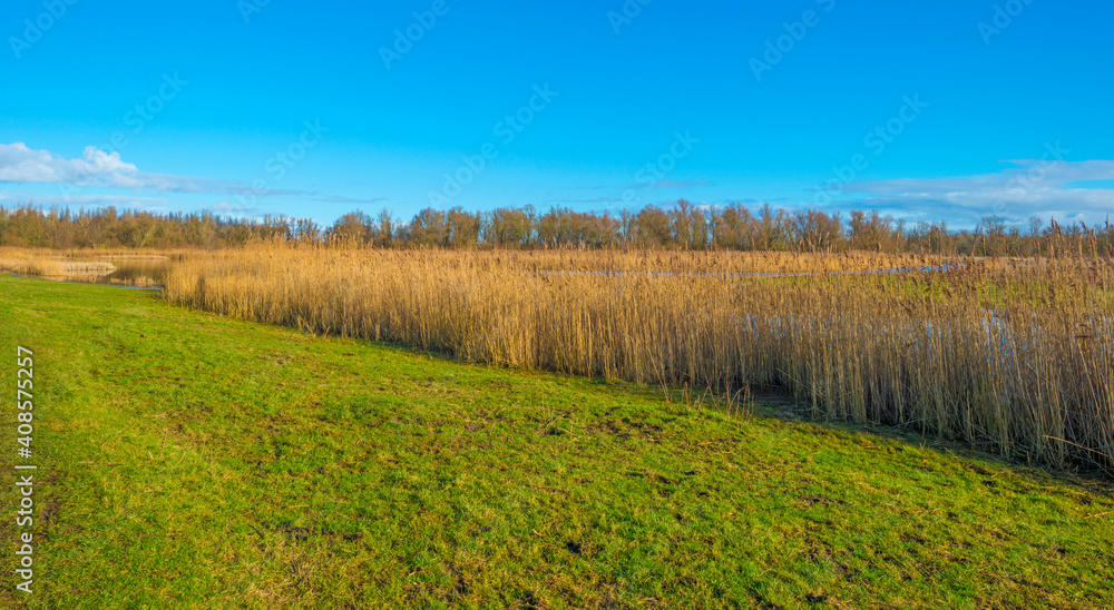Fototapeta premium Reed along the misty sunny edge of a frozen lake in wetland in foggy sunlight below a blue sky in winter, Almere, Flevoland, The Netherlands, January 25, 2021