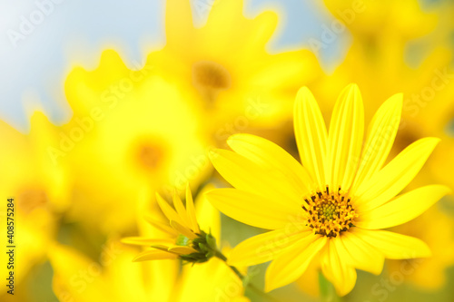 Yellow Arnica flowers postcard. Blurred background in yellow flowers. Wallpaper. Festive. Monotonous yellow. photo