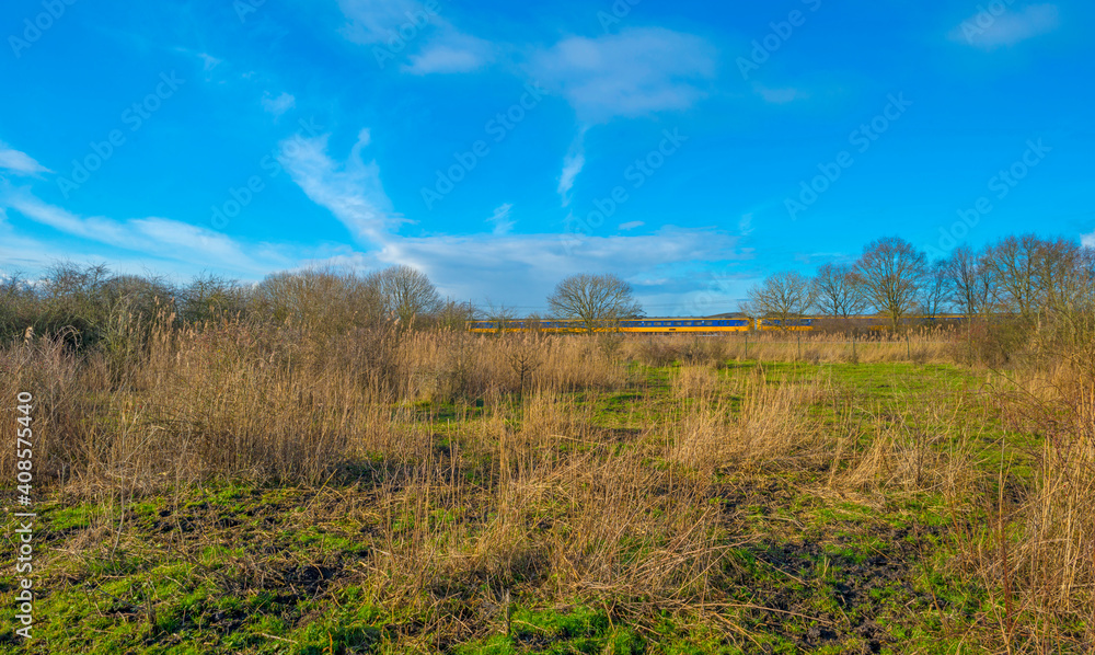 Obraz premium Reed along the misty sunny edge of a frozen lake in wetland in foggy sunlight below a blue sky in winter, Almere, Flevoland, The Netherlands, January 25, 2021