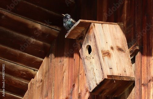 Star, Vogel auf dem Vogelhaus