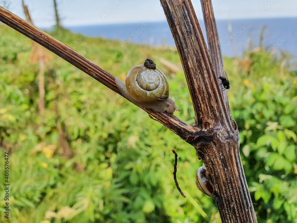 Close up shot of a cute little snail climbing on the branch of a tree in the open country and sharing her tree with other animals. Close up shot of a cute little snail climbing on the branch of a tree in the open country and sharing her tree with other animals.