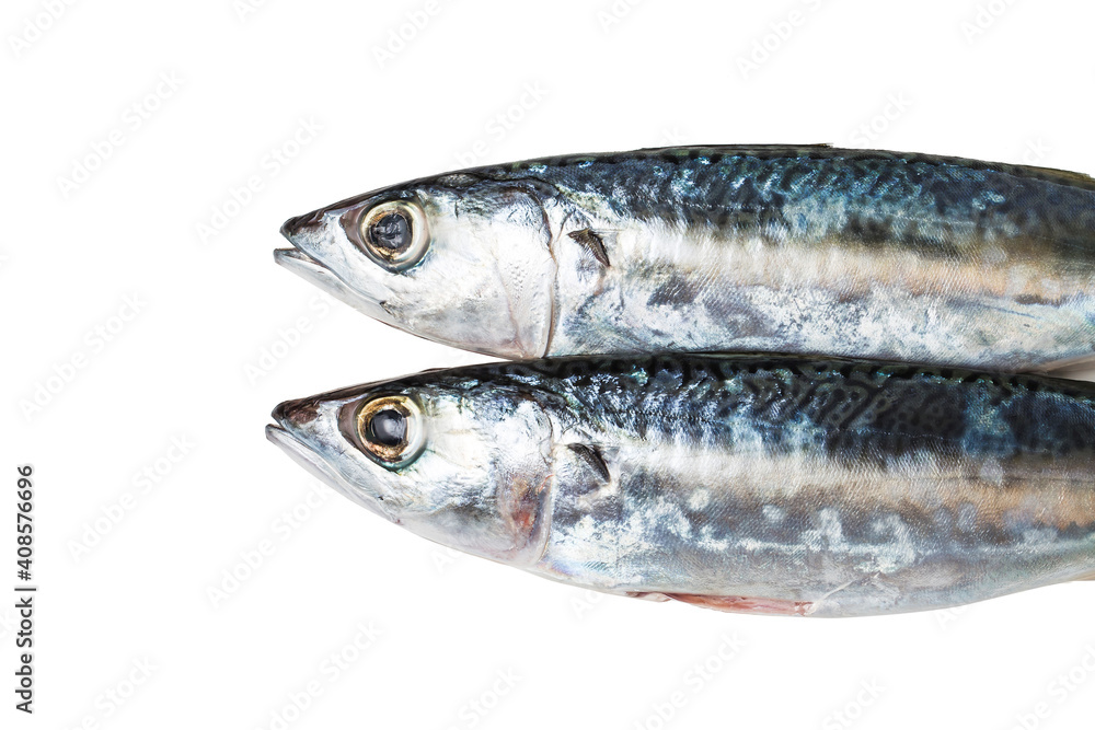 spanish mackerel (1)
