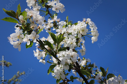 Apfelblüte weiß