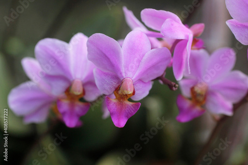 close up of a purple orchid flower