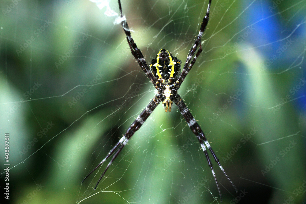 close up of a little spider with green background