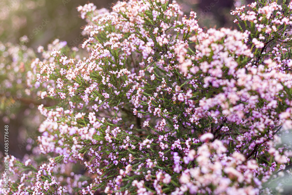 Close-up of beautiful pink heather flowers growing in the field during spring