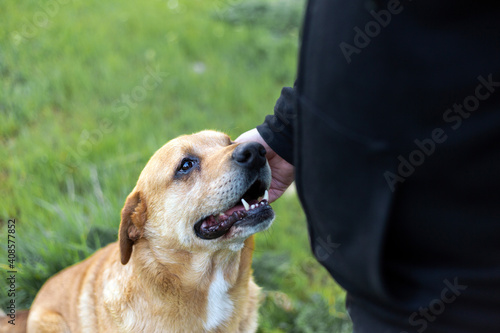 Portrait of an adorable happy dog being petted by a man's hand in a green park