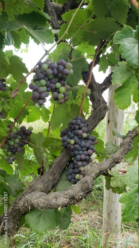 cultivo de vid