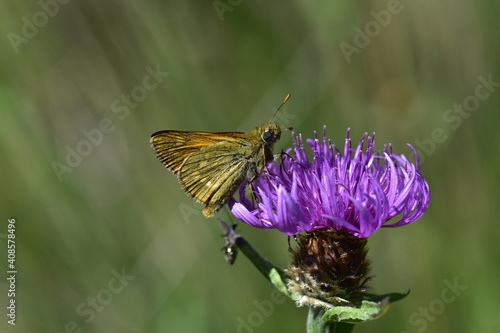 Ochlodes venata Butterfly on Onopordum acanthium into the forest at Galicia, Spain 07-12-2019 photo