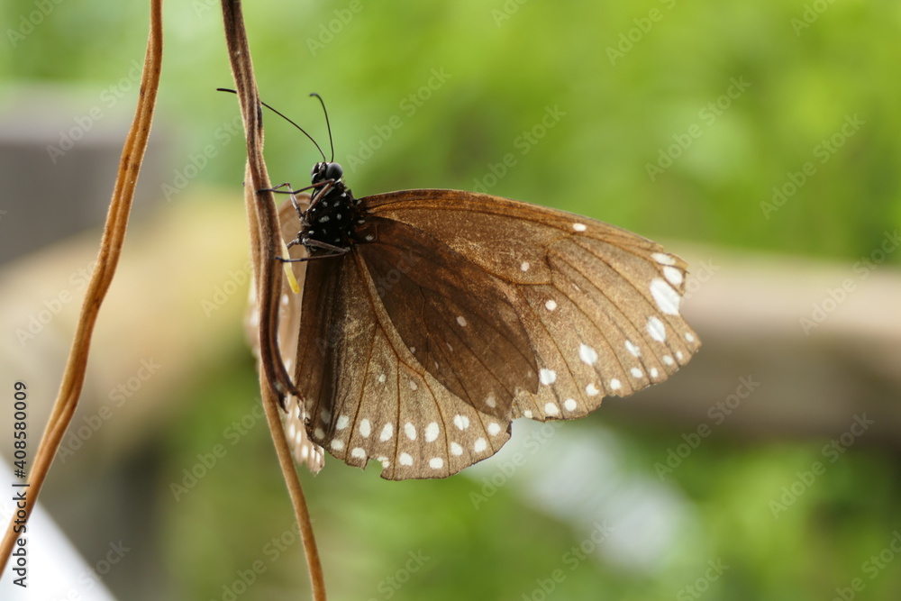 Obraz premium Detailed wonderful snapshot of butterfly dwarf crow or small brown crow clinging to the stalk of a tropical plant