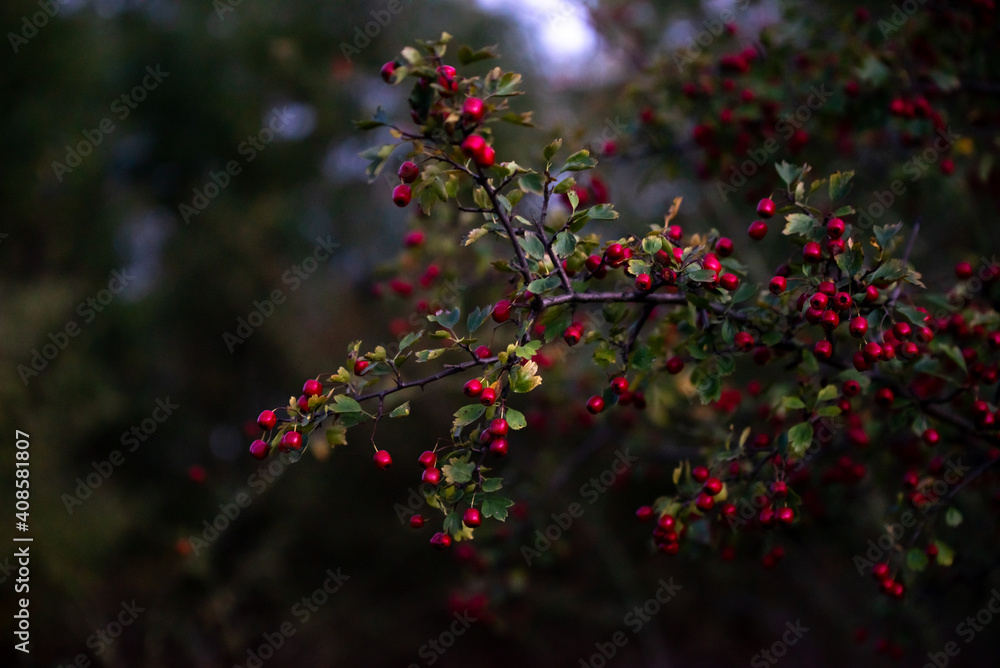 shrub of crataegus monogyna. hawthorn during ripening. natural medicinal plant shrub of crataegus monogyna. hawthorn during ripening. natural medicinal plant