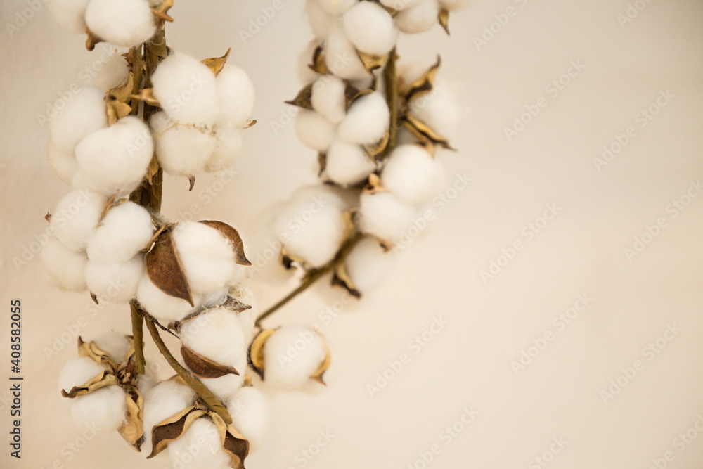 close up cotton fluffy plant on white background .