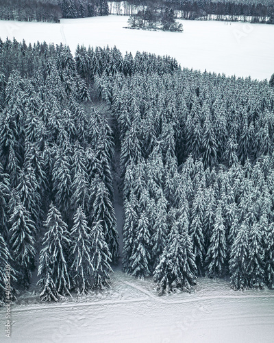 Vertical high angle shot of the snow-covered trees in a forest captured during the dayti photo