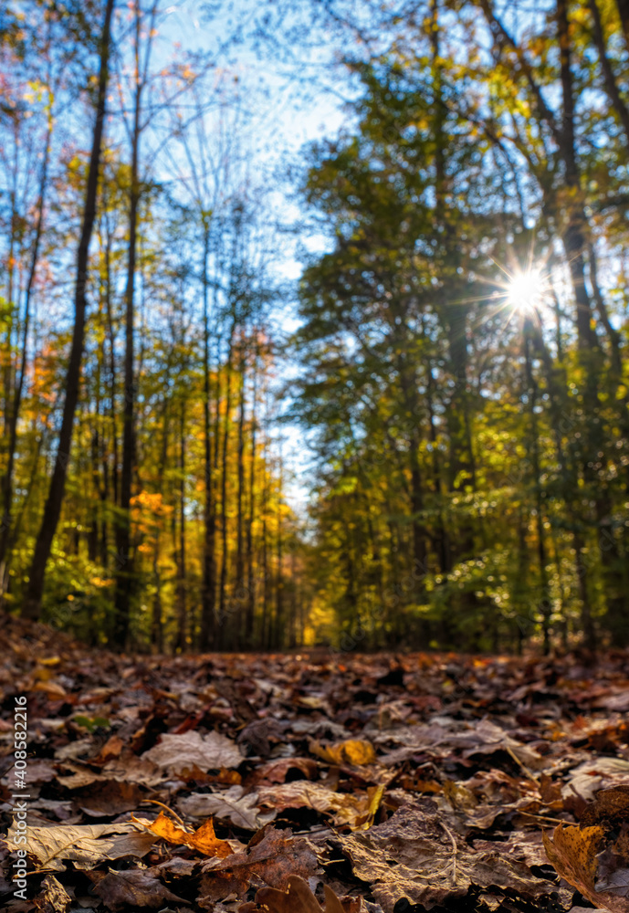 Forest in autumn