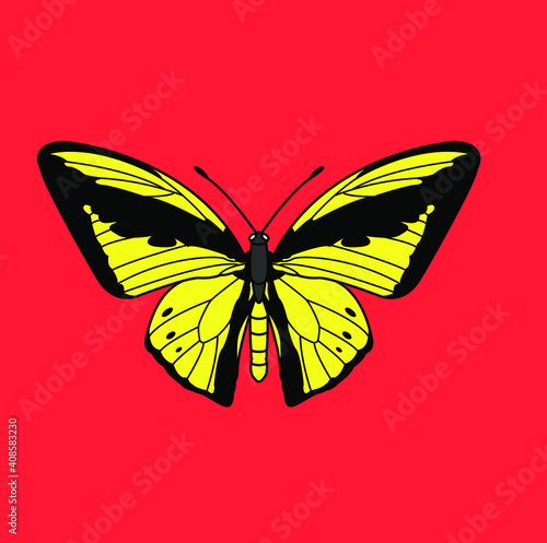 Butterflies are insects in the macrolepidopteran clade Rhopalocera from the order Lepidoptera, which also includes moths