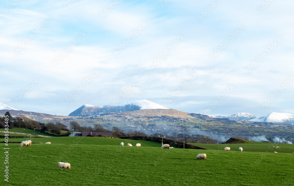 Snowdonia, Wales. Winter landscape with foreground of green meadow and distant, dramatic, snowy mountains on the horizon. Blue skies and clear crisp sunshine. Copy space