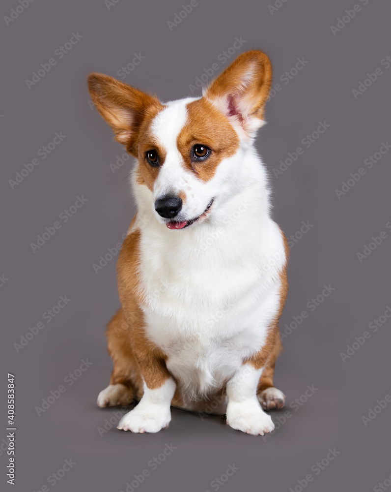  Dog breed welsh corgi cardigan sits on the grey background