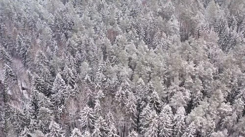 Aerial flight over picturesque frozen forest with snow covered pine trees.Top view of flyover magic winterly woodland after snowfall.  Drone flies over white treetops. Panorama, frosty day in nature photo