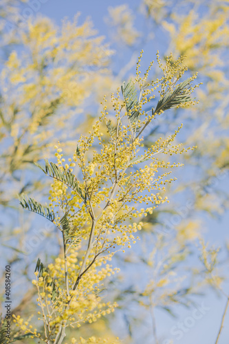 Spring Flowers