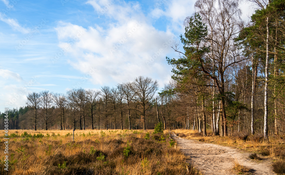 Heath landscape in winter in Netherlands
Heath landscape in winter in Netherlands