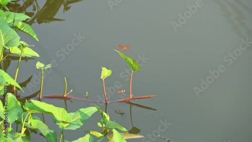 Archer fish, Blowpipe fish, jumps to eat the dragonflies that lay their eggs.