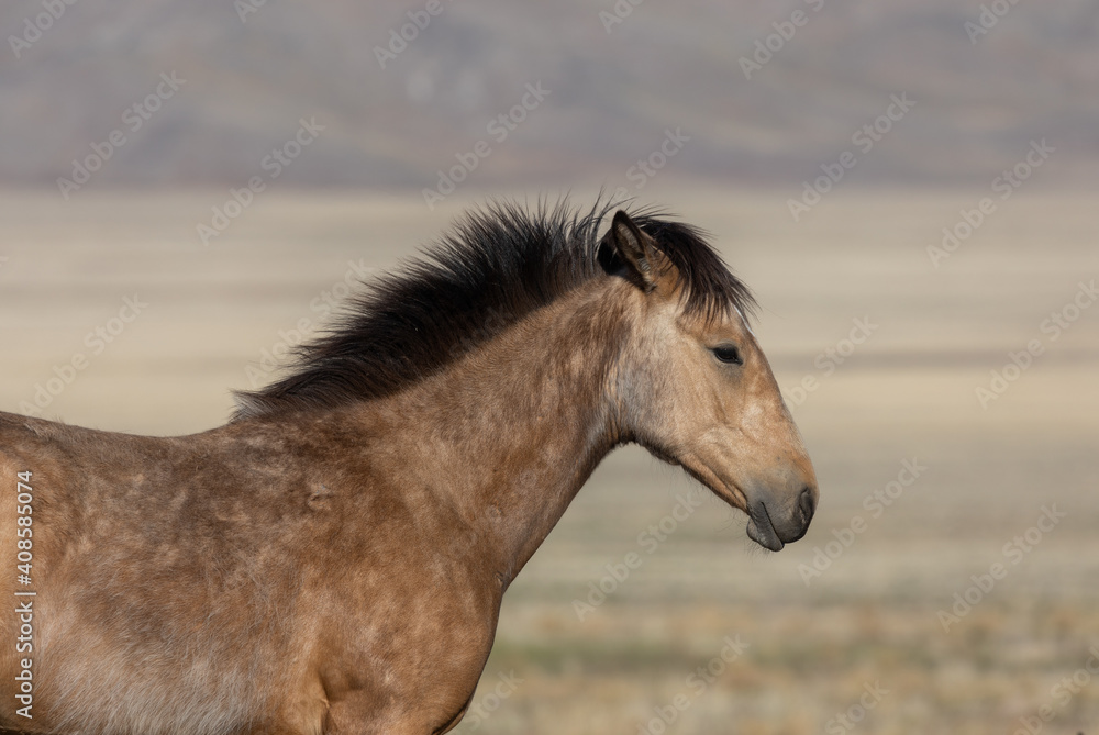Wild Horse in the Utah Desert in Spring Wild Horse in the Utah Desert in Spring
