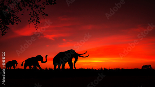 Amazing safari. silhouette of Elephants walking through the grassFields on the sunset.The colorful of the sunset and sunrise.