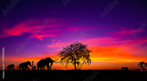 silhouette of Elephants walking through the grassFields on the sunset.The colorful of the sunset and sunrise. Safari.