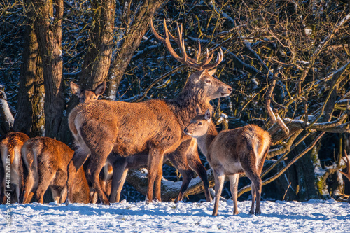 Stag and Fawn photo