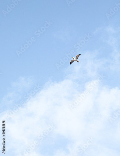 Sky and Seagull